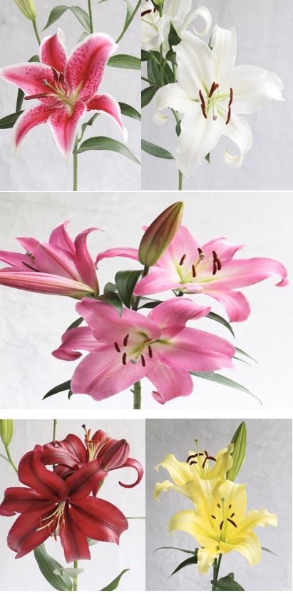 Lily Oriental By Case